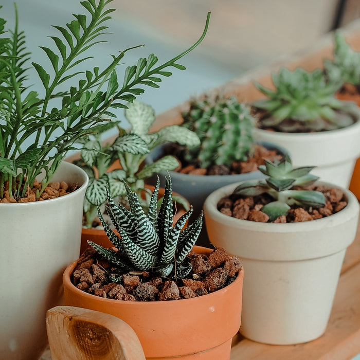 Tips for Cactus Care