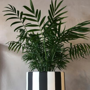 Find Perfect Plant for Your Home