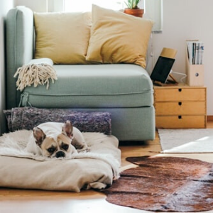 If You Have Pets, We Have Home Decoration Suggestions For You!