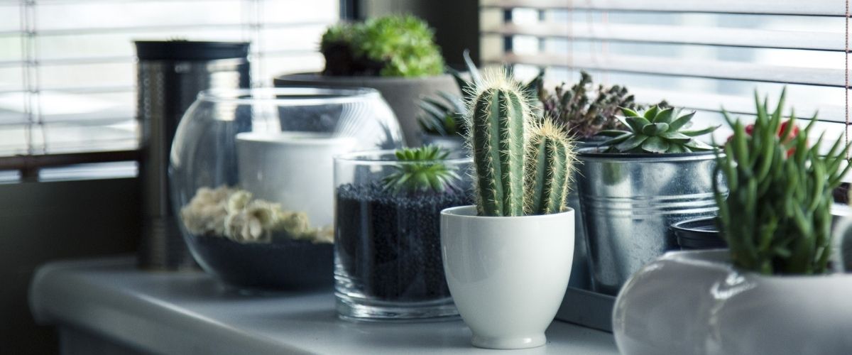 Common Mistakes in House Plant Care in Winter