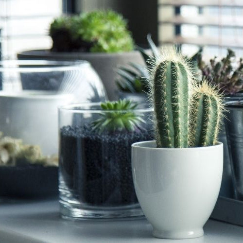 Common Mistakes in House Plant Care in Winter