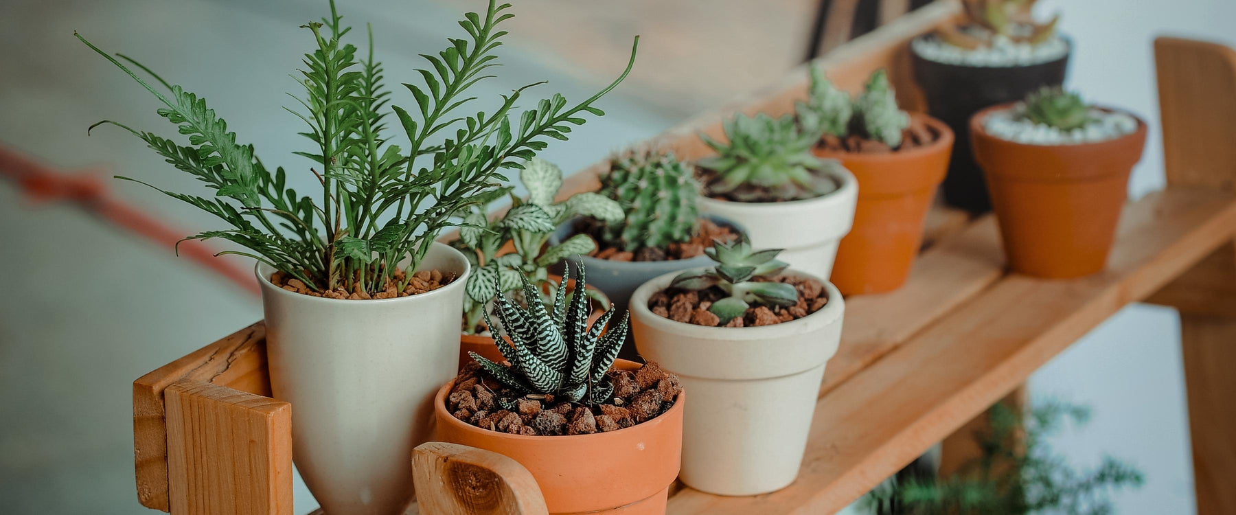 How Should We Take Care of the Plants at Home in the Winter Season?